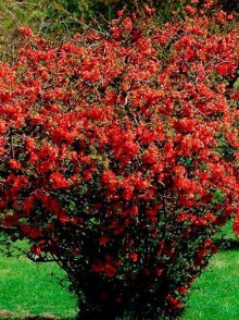 Gutui japonez (Chaenomeles japonica)