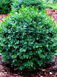 Buxus sempervirens globular