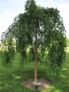 Софора японская плакучая. Sophora japonica Pendula