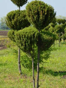 Можжевельник формированный. Juniperus Hibernica forma