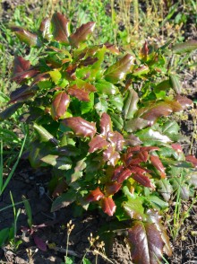 Магония падуболистная. Mahonia aquifolium