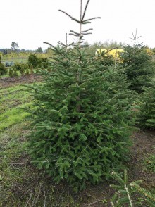 Brad caucazian. Abies nordmanniana