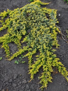 Можжевельник горизонтальный Голден Карпет. Juniperus horizontalis Golden Carpet