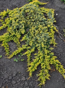 Juniperus horizontalis Golden Carpet