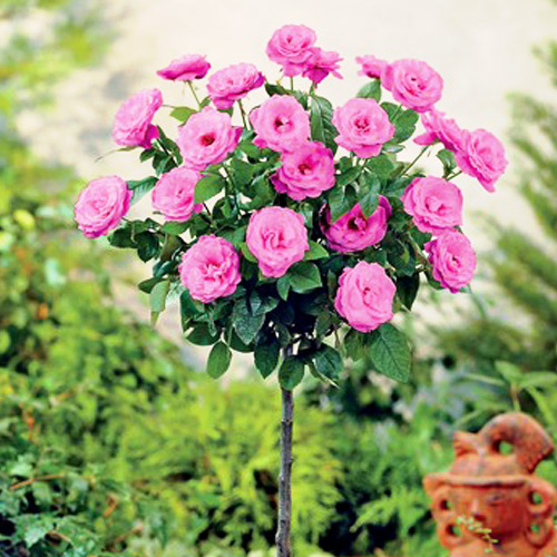 Роза штамбовая | PLANTE.md