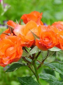 Alegria (Алегриа) Бордюрная роза