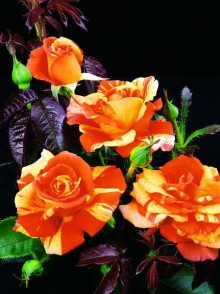 Trandafirul de bordură Fire Flash (Fire Flash Rose)