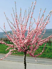 Cireșul japonez (Prunus triloba)
