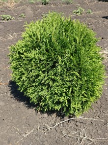 Туя западная Литл Джем (Thuja occidentalis Little Gem)