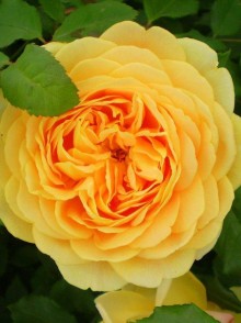 Английская роза Грэхам Томас (Graham Thomas rose)