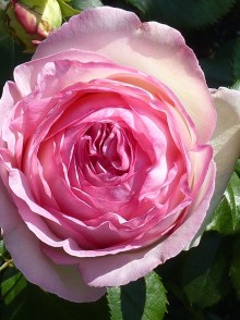 Французская роза Эден Роуз (Pierre De Ronsard, Eden Rose)