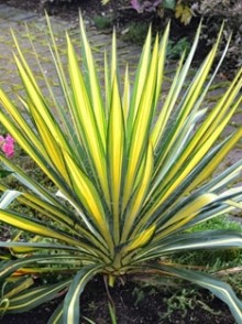 Юкка нитчатая Брайт Эдж (Yucca filamentosa Bright Edge)