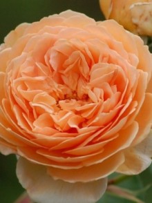 Английская роза Чарльз Остин. Charles Austin rose