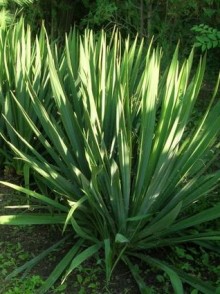 Юкка нитчатая. Yucca filamentosa