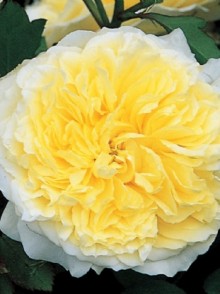 Английская роза Пилигрим (The Pilgrim rose)