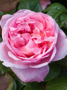 Английская роза Брат Кадфаэль (Brother Cadfael rose)
