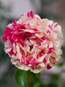 Trandafir cățărător francez Vanille Fraise (Vanille Fraise rose)