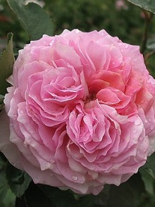 Trandafirul englez James Galway (James Galway rose)