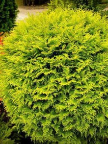 Tuia occidentală Golden Globe (Thuja occidentalis Golden Globe)