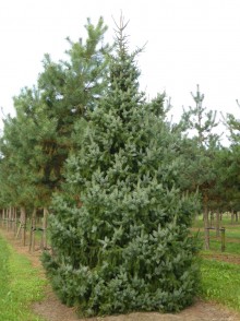 Molidul sârbesc (Picea omorika)