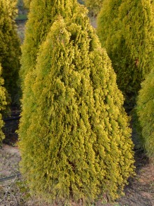 Tuia occidentală Golden Smaragd (Thuja Golden Smaragd)