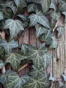 Плющ обыкновенный (Hedera helix)