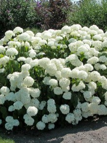 Hortensia arborescentă Annabelle (Hydrangea arborescens Annabelle)