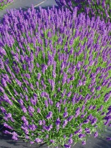 Lavanda cu frunză îngustă (Lavandula angustifolia Mill.)