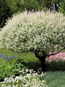 Salcia Hakuro Nishiki (Salix Hakuro Nishiki)