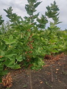 Платан кленолистный (Platanus acerifolia)