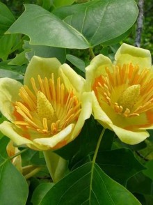 Лириодендрон - Тюльпановое дерево (Liriodendron tulipifera-Tulip tree)