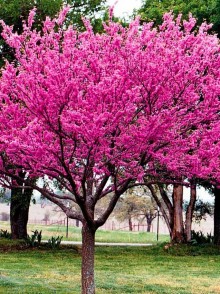 Церцис европейский (Cercis siliquastrum)