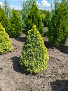 Ель канадская Дейзи Уайт (Picea glauca Daisy’s White)