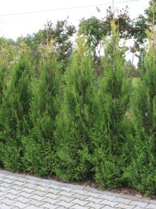 Туя западная Ауреоспиката (Thuja occidentalis Aureospicata)