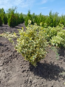 Бересклет Саншайн (Euonymus Sunshine)