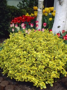 Бересклет Эмеральд Голд (Euonymus Emerald Gold)