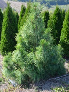 Сосна Гималайская (Pinus Wallichiana)