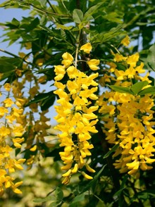 Бобовник (Laburnum anagyroides)