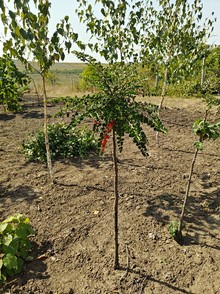 Кизильник Даммера Плакучая форма (Cotoneaster dammeri pendula)