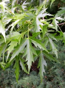 Клен серебристый Кустовой (Acer saccharinum)