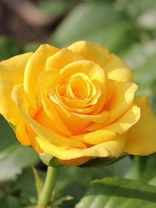 Kern rose (Trandafirul Kern)