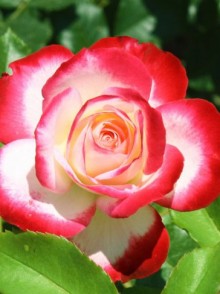 Blush (Блаш) Чайно-гибридная роза