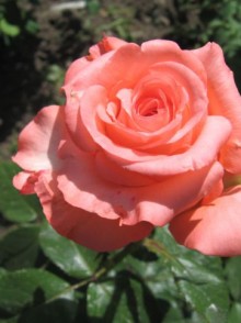 Nobilis (Нобилис) Чайно-гибридная роза