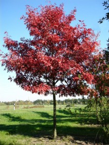 Stejarul roșu (Quercus rubra)