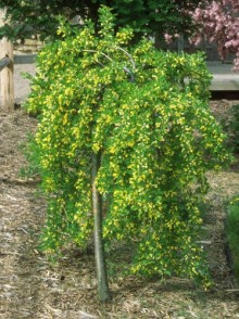 Карагана древовидная Pendula (Caragana arborescens Pendula)