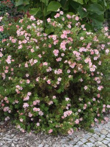 Potențila arbustivă Pink Queen (Potentilla fruticosa 
