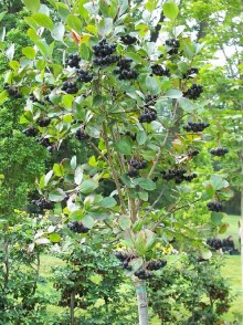 Scorușul negru aronia (Sorbus aria)