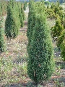 Ienupăr columnar Hibernica (Juniperus Hibernica)