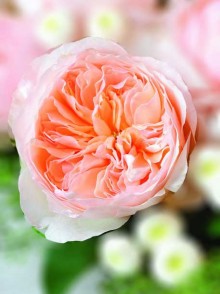 Trandafirul englez David Austin (Rose Sweet Juliette)