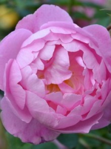 Trandafirul englez floribunda Skylark (Skylark rose)